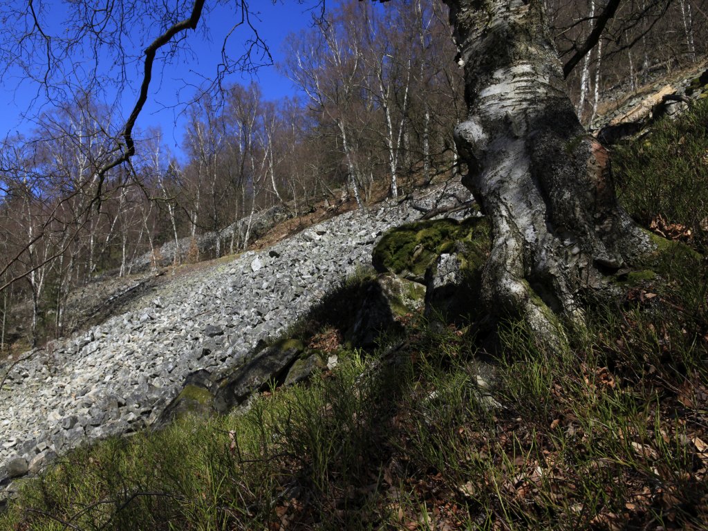 Rosselhalde Katzenbruch (Foto: NP Hunsrück-Hochwald / K. Funk)